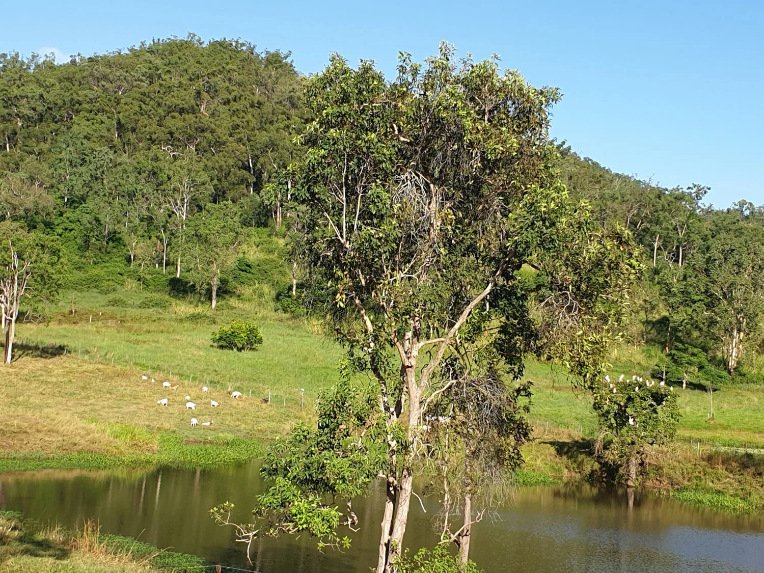 Deep Gully landscape